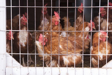 chickenscage