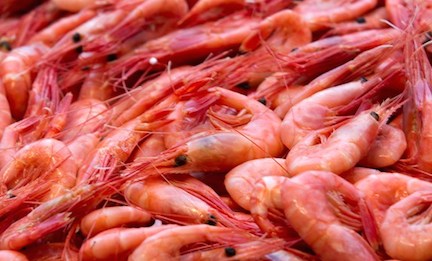 freshshrimp