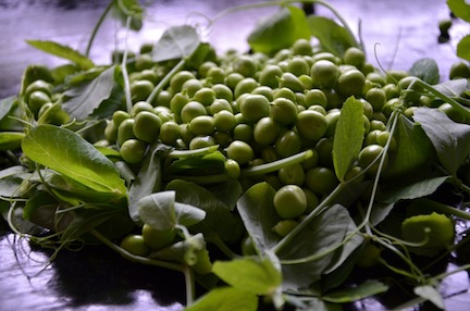 gardenpeas