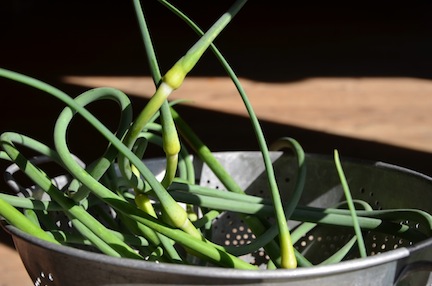 garlicscape