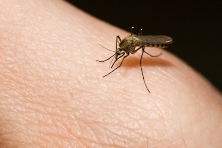 mosquito