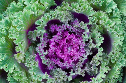 purplekale