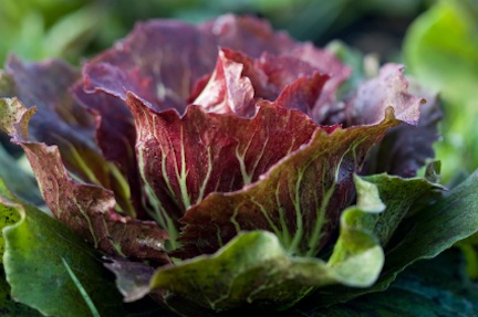 redleaflettuce