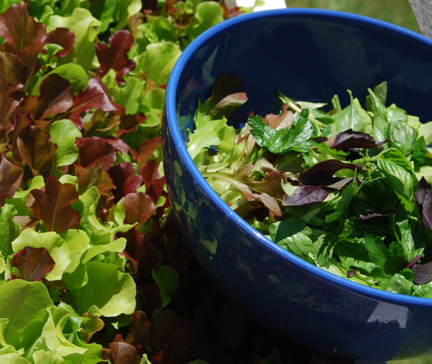 salad