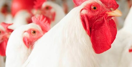 troublewithchicken